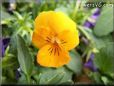 light orange pansy flower