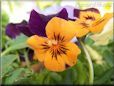 purple and orange pansy picture