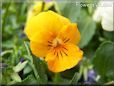 light orange pansy flower