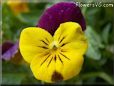 yellow pansy picture