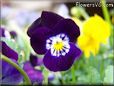 yellow and purple pansy picture
