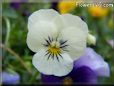 white and purple pansy picture