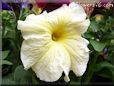white yellow petunia flower