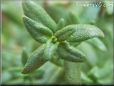 Thyme herb pictures