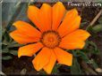 orange gazania flower picture