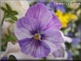 purple white pansy picture