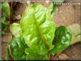  swiss chard stalk leaf