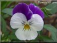 white purple pansy flower