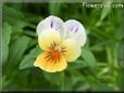 orange white pansy flower