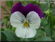 white purple pansy flower
