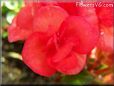 red begonia flower