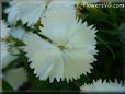 white dianthus flower