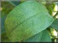 kumquat leaf