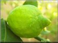 green lemon  pictures