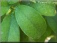  kumquat leaf