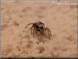  jumping spider