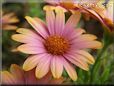pink african daisy