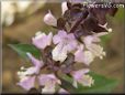 Cinnamon Basil blossom flower pictures