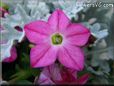 light pink nicotiana pictures