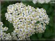 white yarrow flower