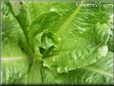 small lettuce 