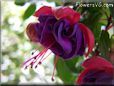 dark purple fuchsia flower
