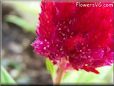 red celosia flower