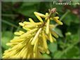 yellow kniphofia flower