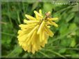 yellow kniphofia poker flower