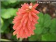kniphofia flower