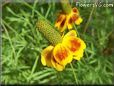 maroon yellow mexican hat flower