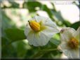 potato plant flower blossom