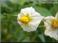 potato plant flower blossom