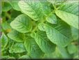 potato plant leaf pictures