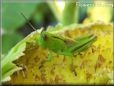 green grasshopper picture