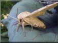 large tan moth