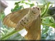 large tan moth