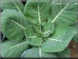 collard greens plant pictures