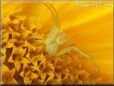 yellow crab spider