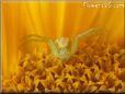 yellow crab spider