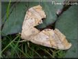 big tan moth