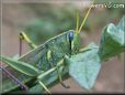 yellow blue grasshopper