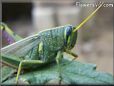 blue and green grasshopper picture