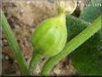 acorn squash flower