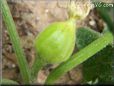 acorn squash flower