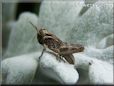 young grasshopper