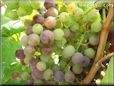 purple green grapes