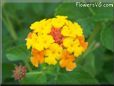 orange lantana flower