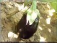  eggplant