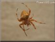 orange horned spider